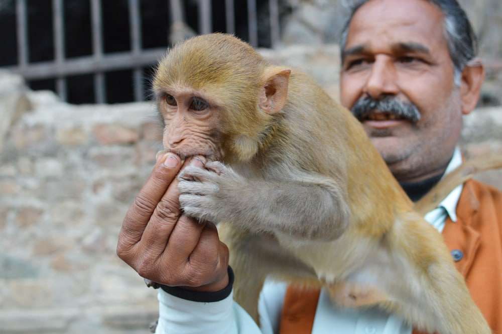Feeding Monkeys at Monkey Temple
