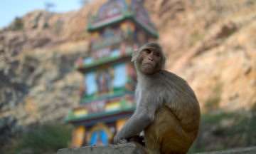 Monkey Temple- Jaipur, India – Galtaji