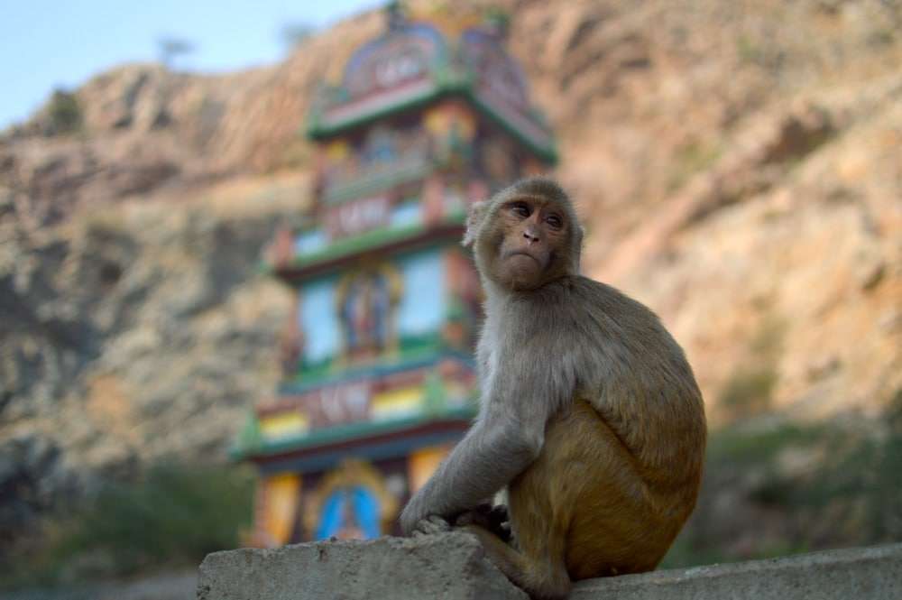 Monkey Temple- Jaipur, India – Galtaji