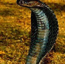 Snakes in India? The poisonous snakes of India
